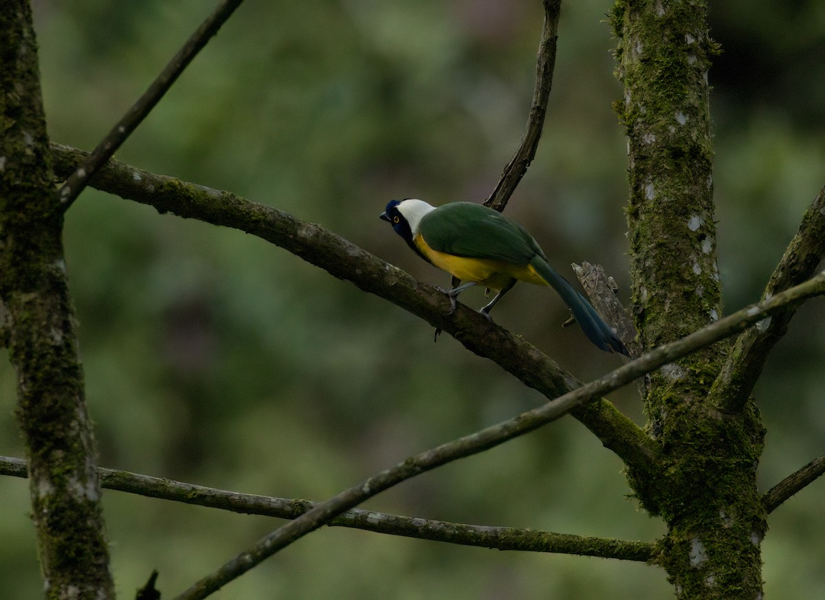 Перуанская сойка [группа yncas] - ML647242441