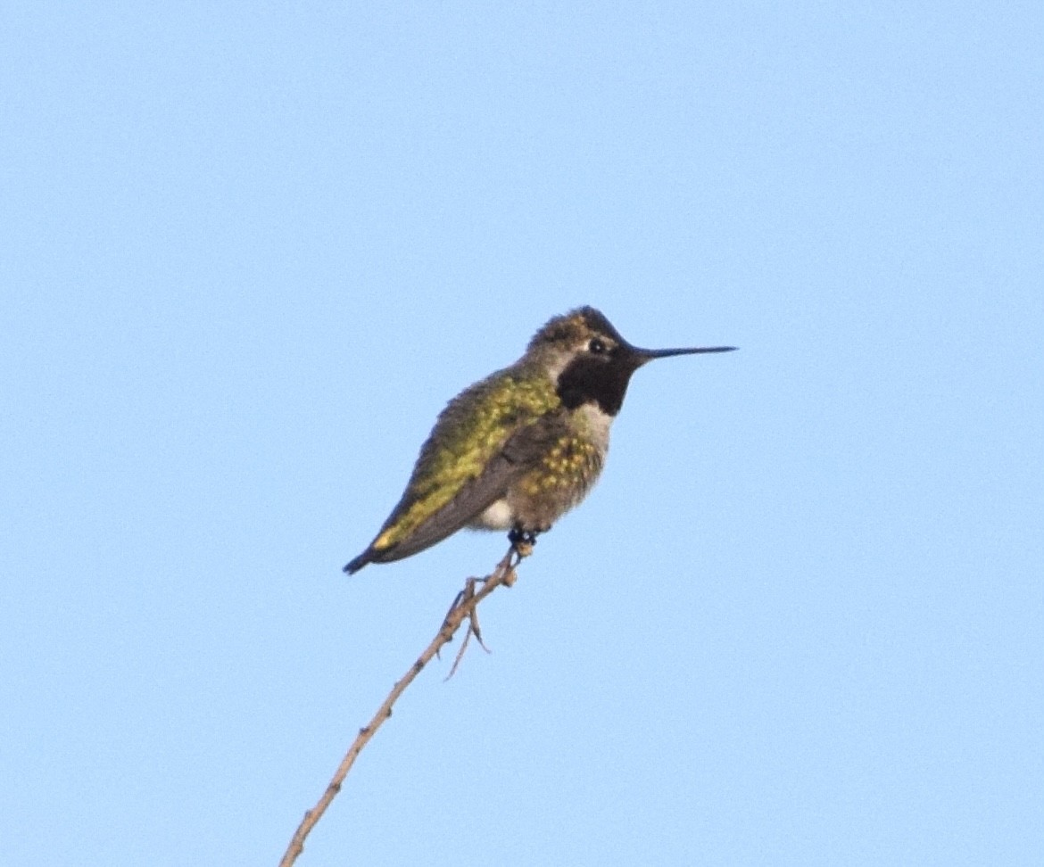 Anna's Hummingbird - ML647242443