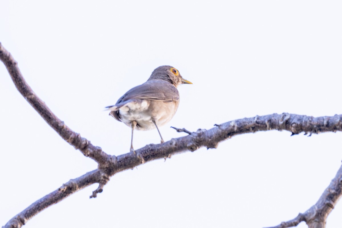 Spectacled Thrush - ML647242450