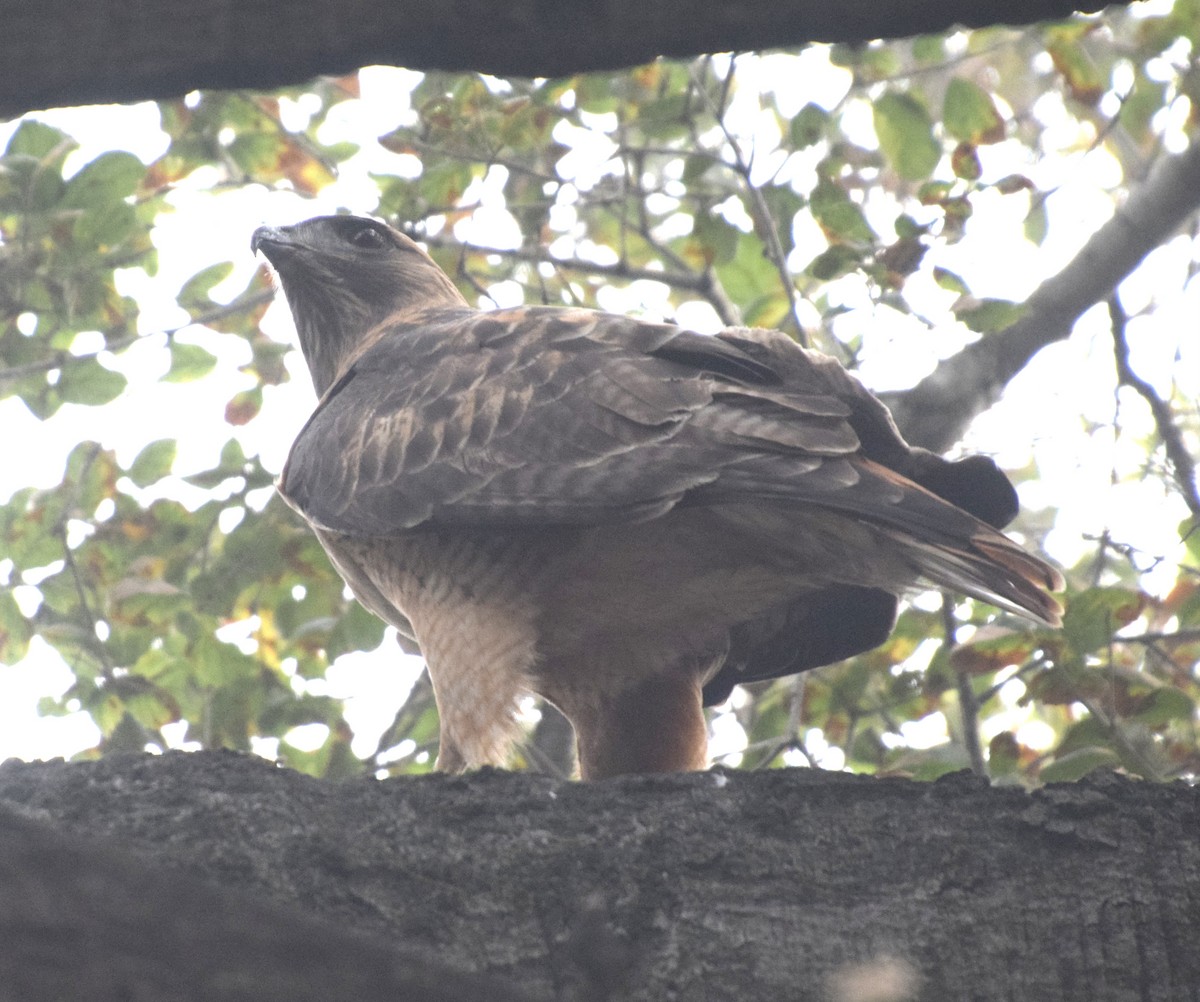 Red-tailed Hawk - ML647242459