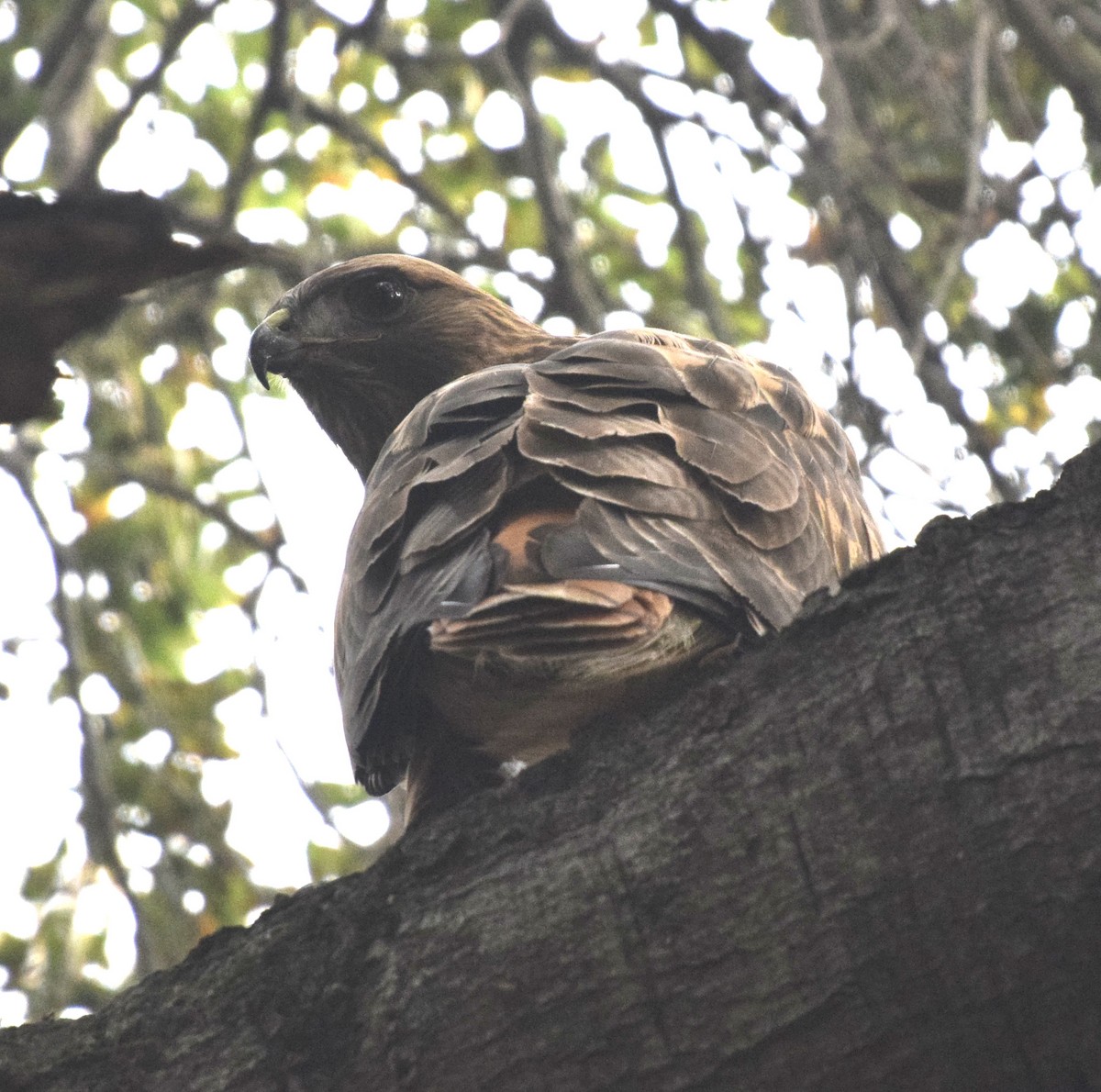 Red-tailed Hawk - ML647242460