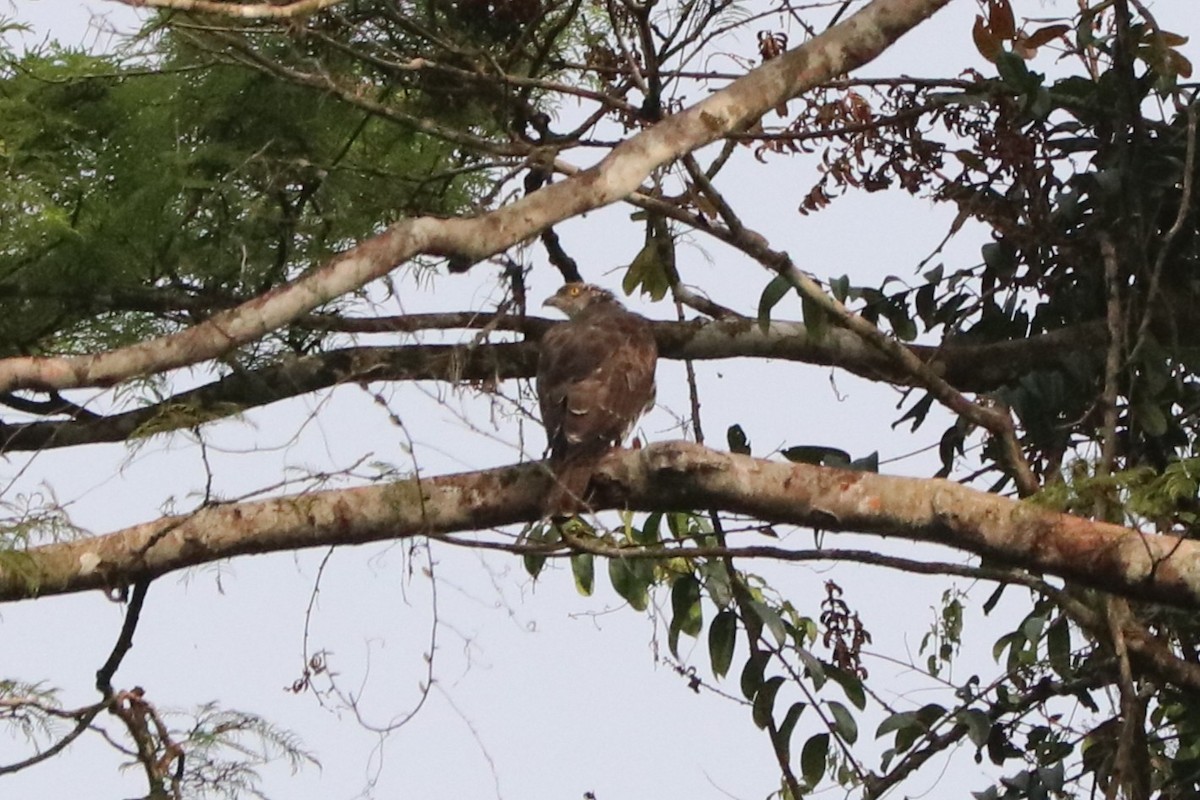 European Honey-buzzard - ML647242461