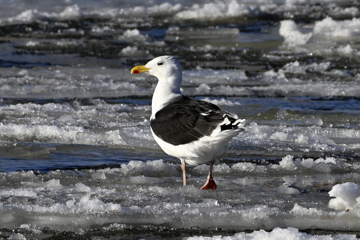 Great Black-backed Gull - ML647242462