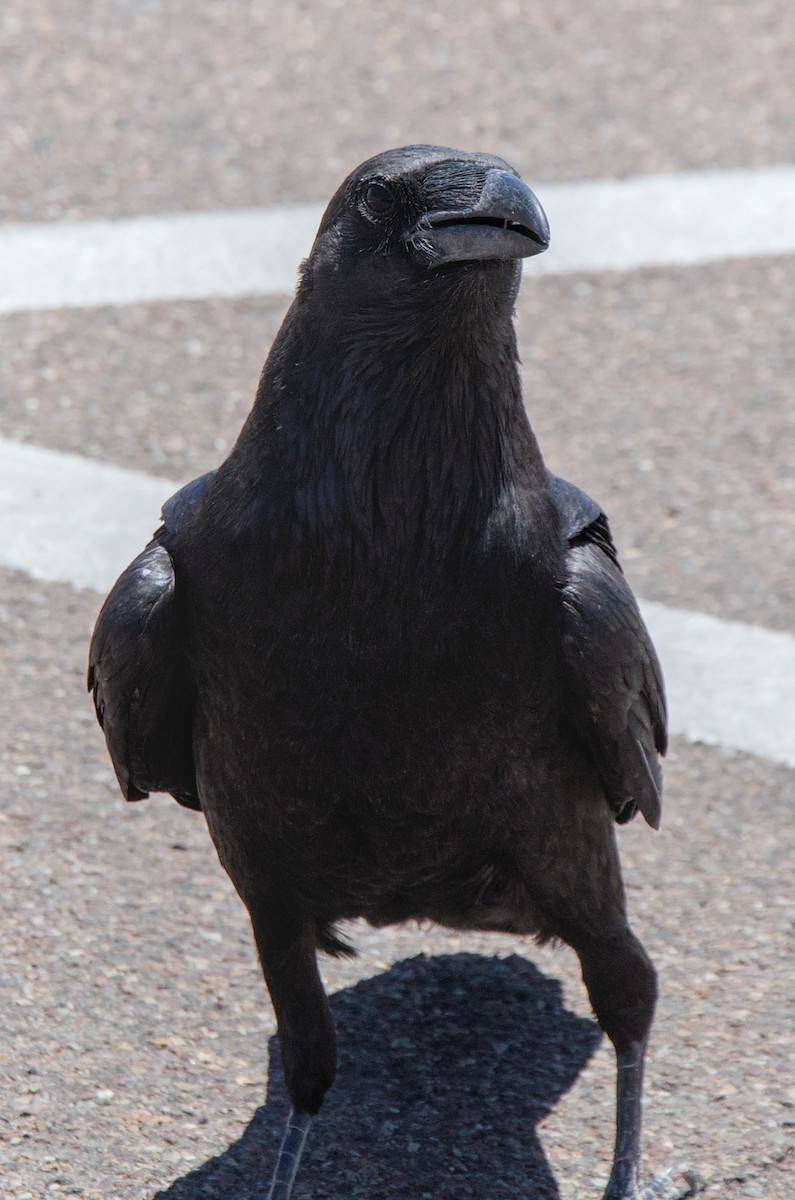 Common Raven - ML647242471