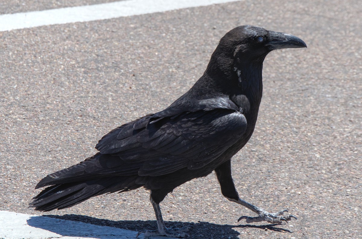 Common Raven - ML647242472