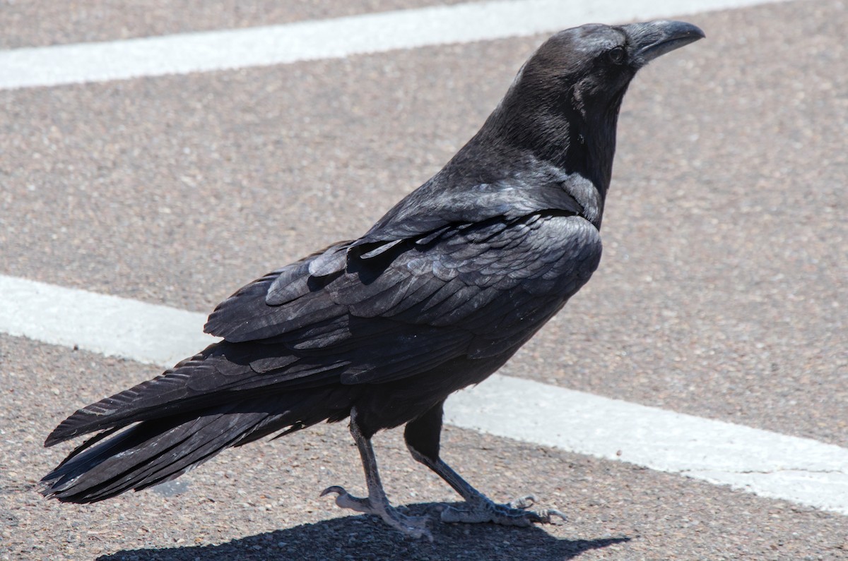 Common Raven - ML647242473