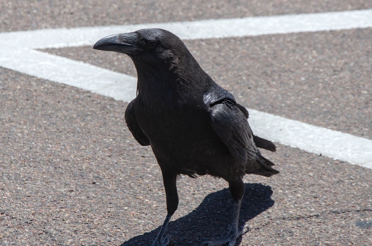Common Raven - ML647242474