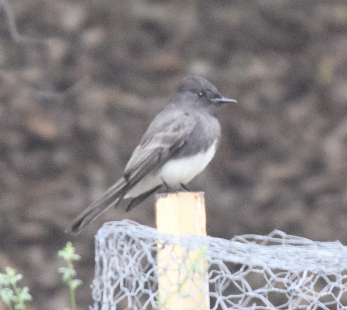 Black Phoebe - ML647242477