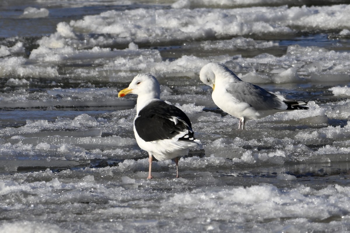 Great Black-backed Gull - ML647242482