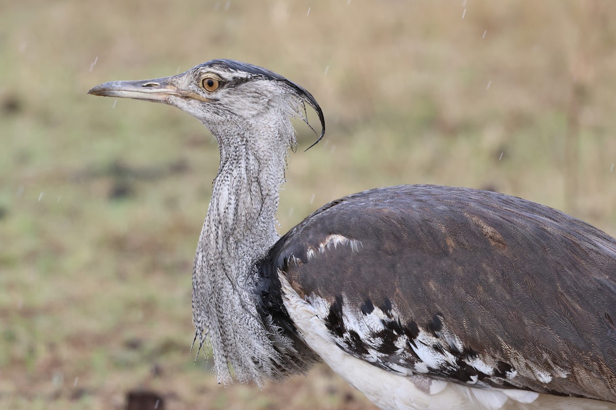 Kori Toyu - ML647242484