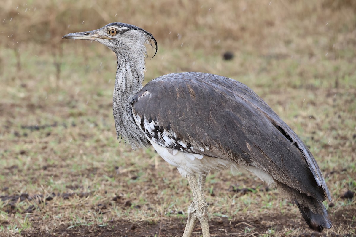 Kori Toyu - ML647242485