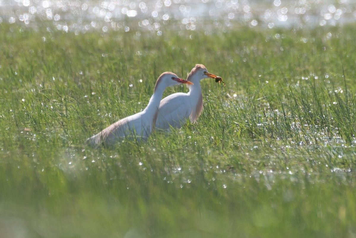 Western Cattle-Egret - ML647242494