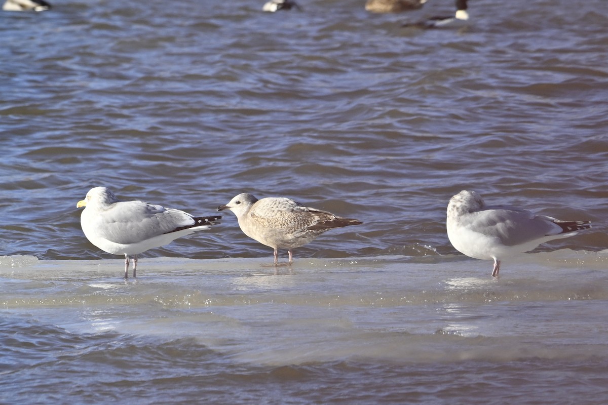 Iceland Gull - ML647242496