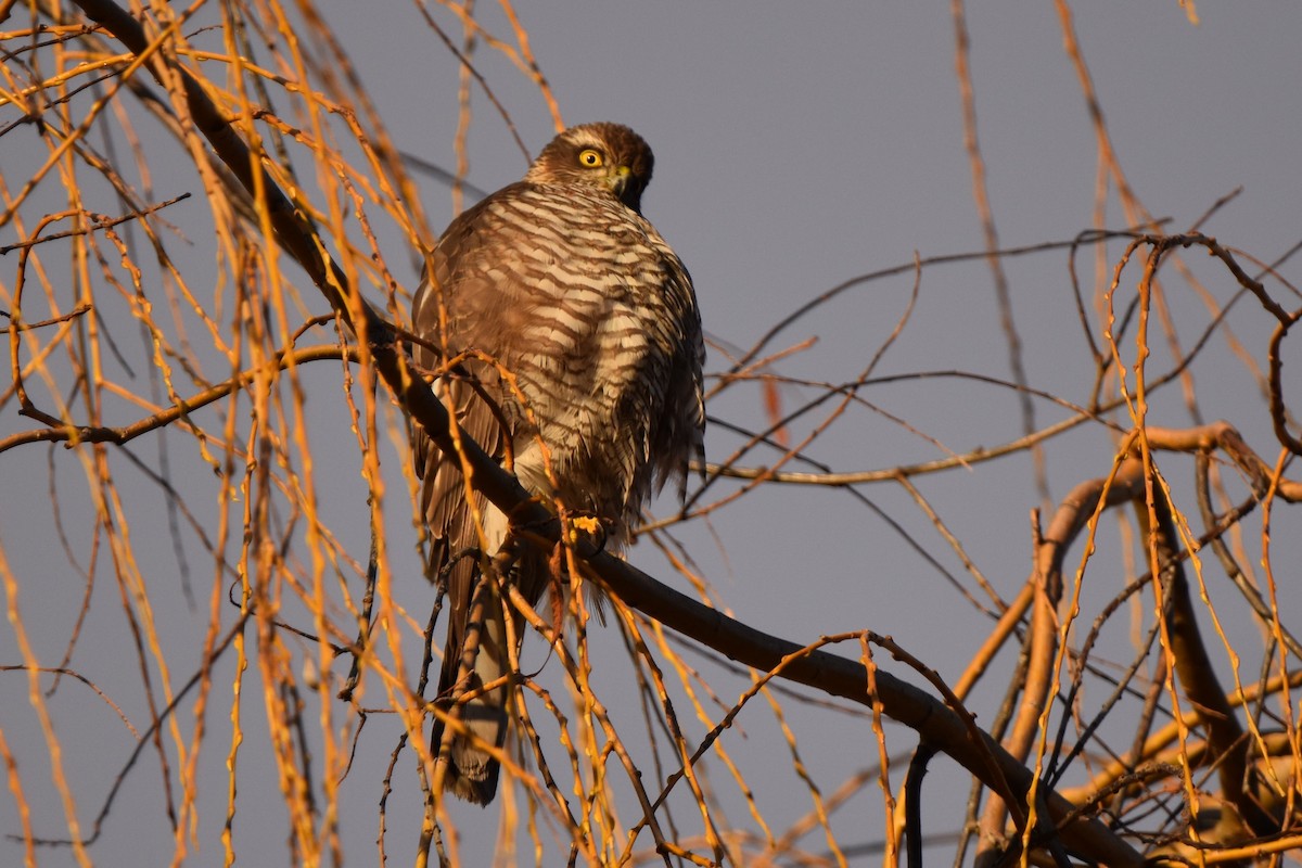 Eurasian Sparrowhawk - ML647242500