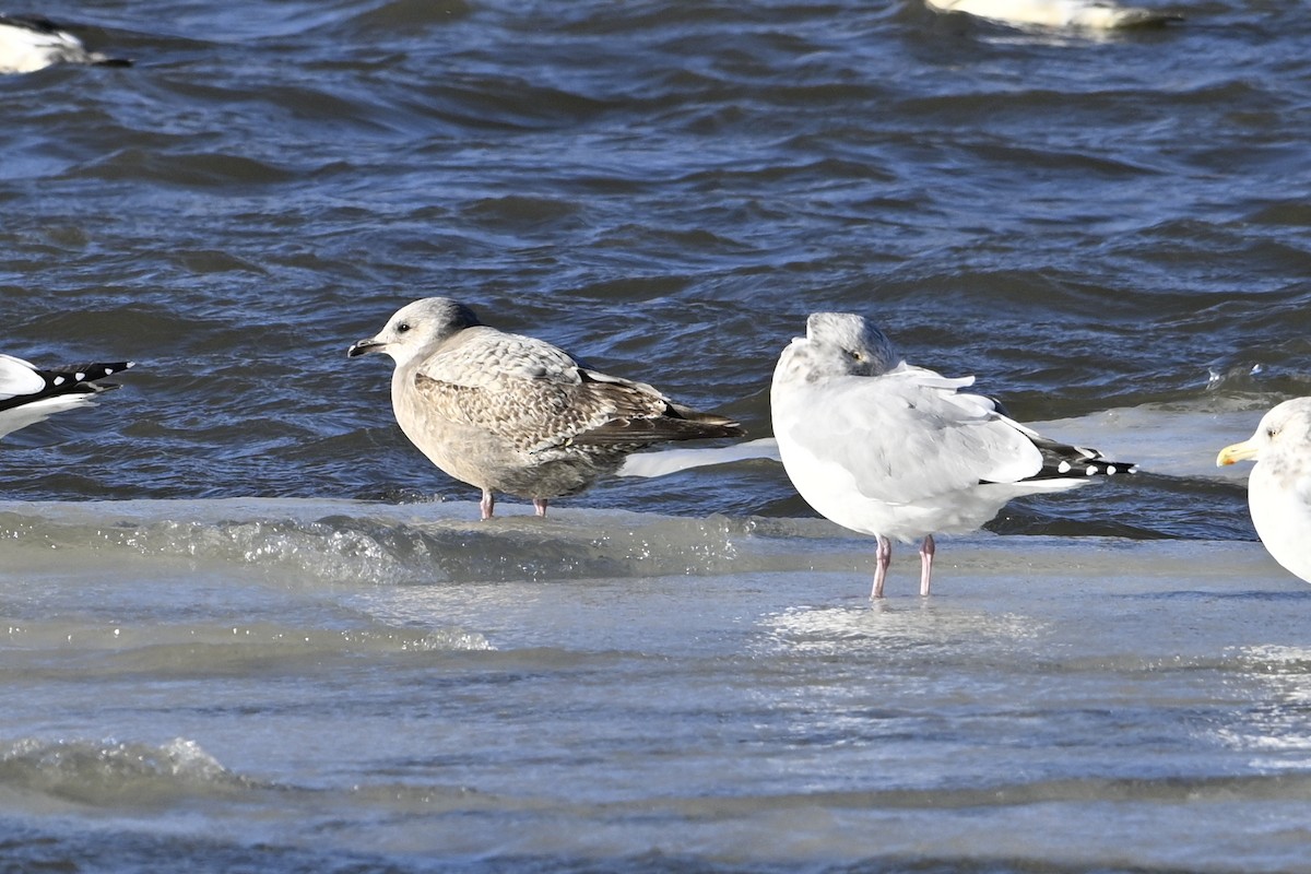 Iceland Gull - ML647242501