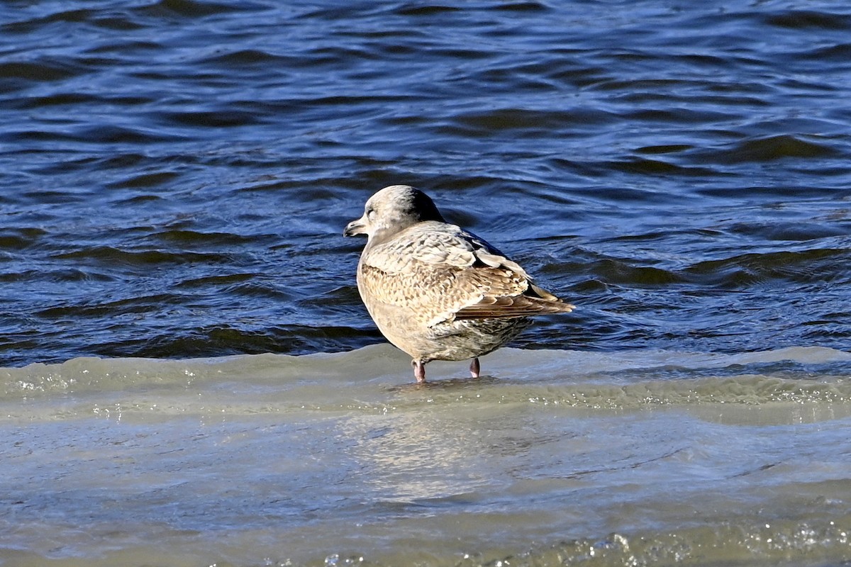 Iceland Gull - ML647242508
