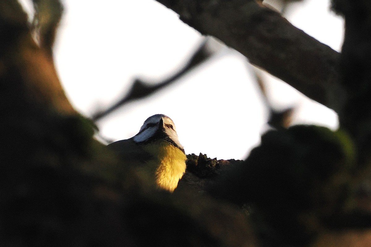 Herrerillo Común - ML647242515