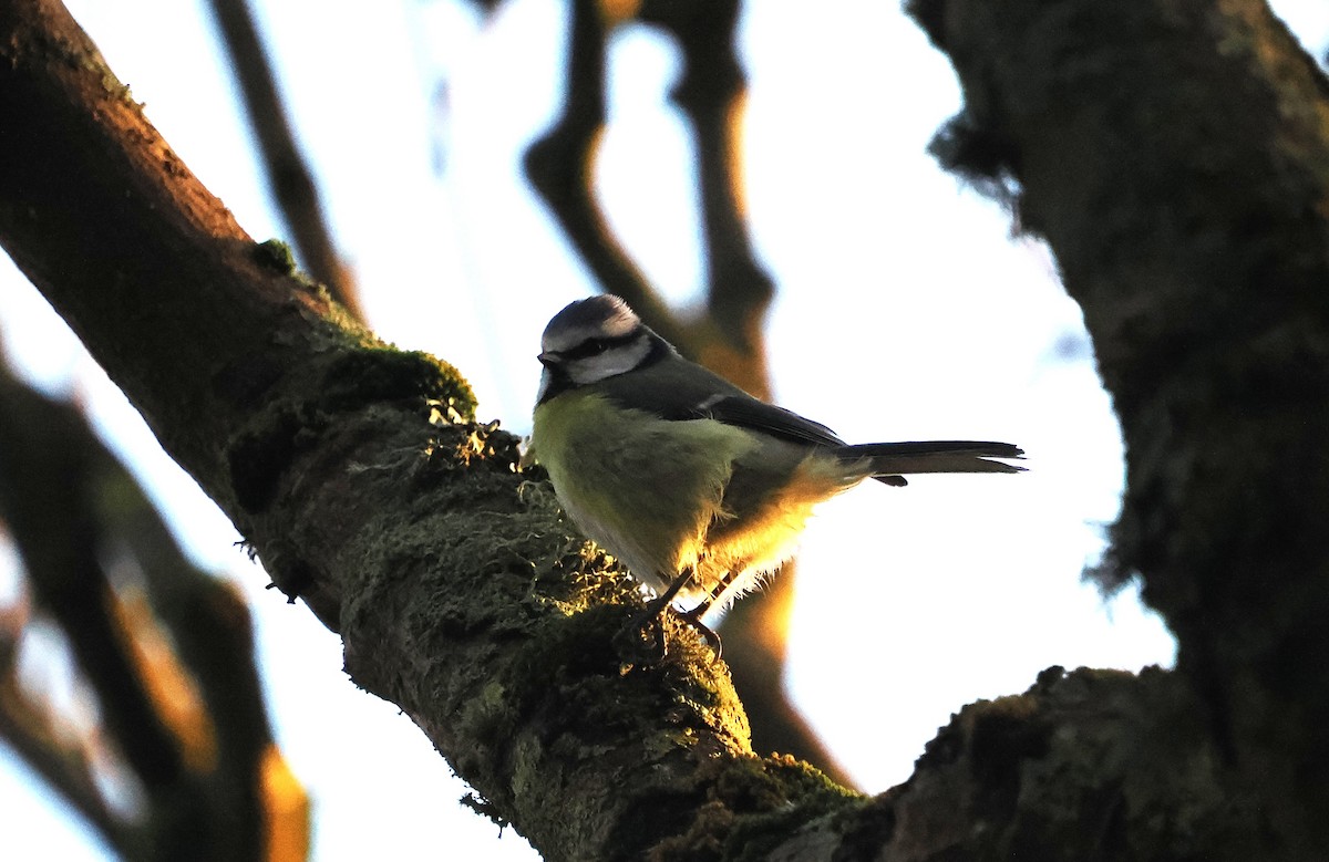 Herrerillo Común - ML647242516