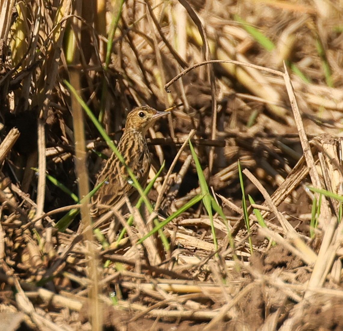 Yellowish Pipit - ML647242542