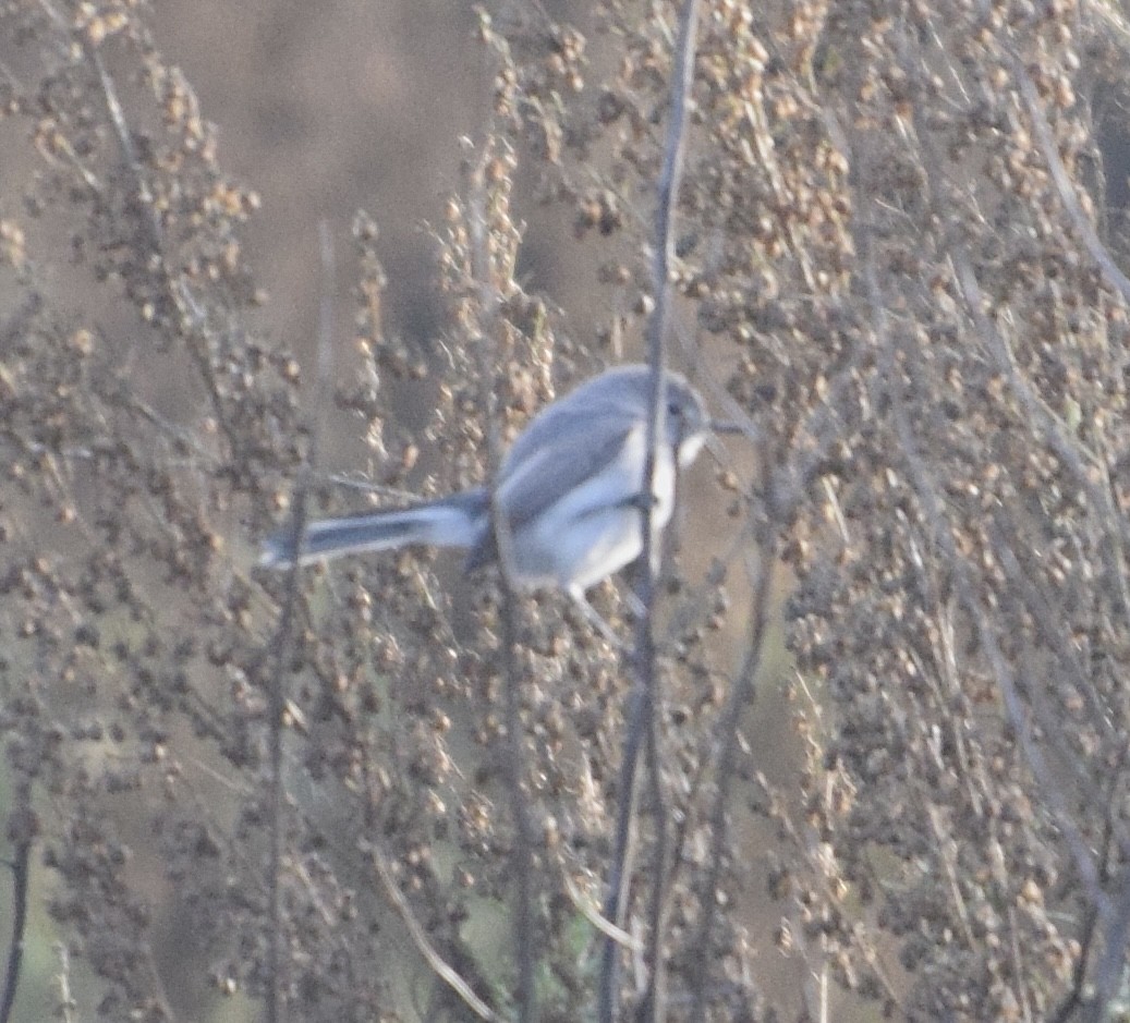 Blue-gray Gnatcatcher - ML647242544