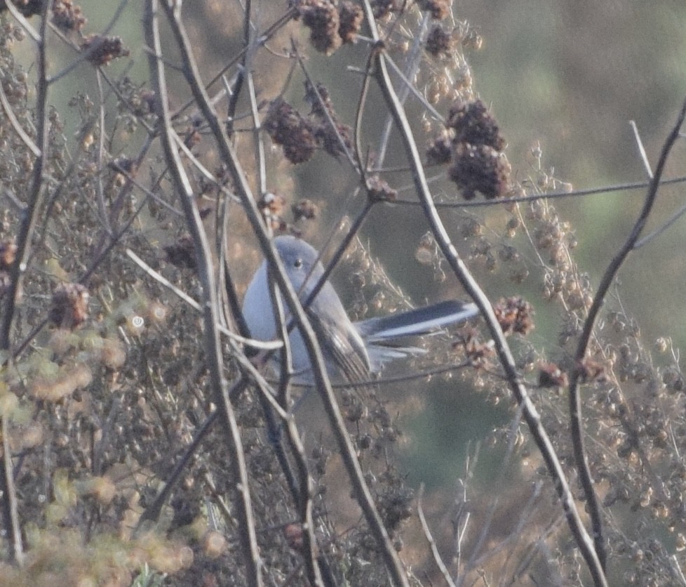 Blue-gray Gnatcatcher - ML647242545