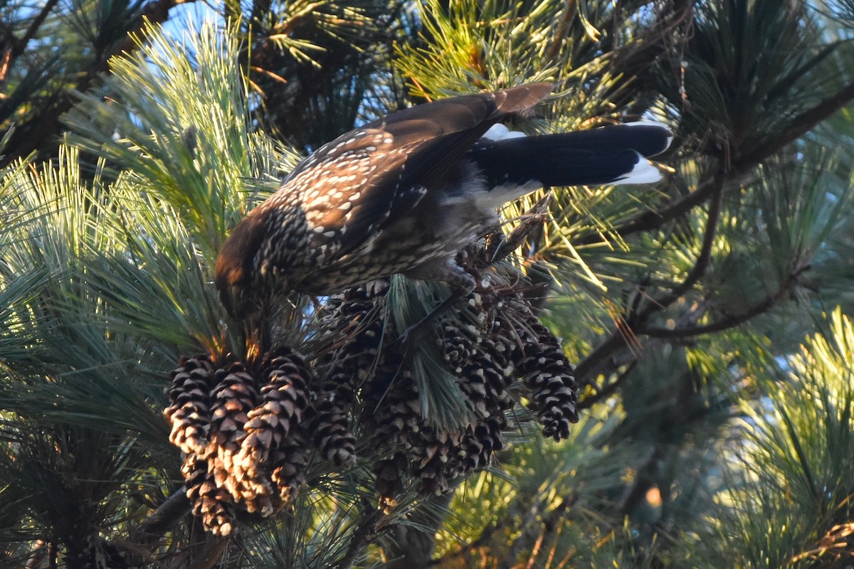 Northern Nutcracker - ML647242547