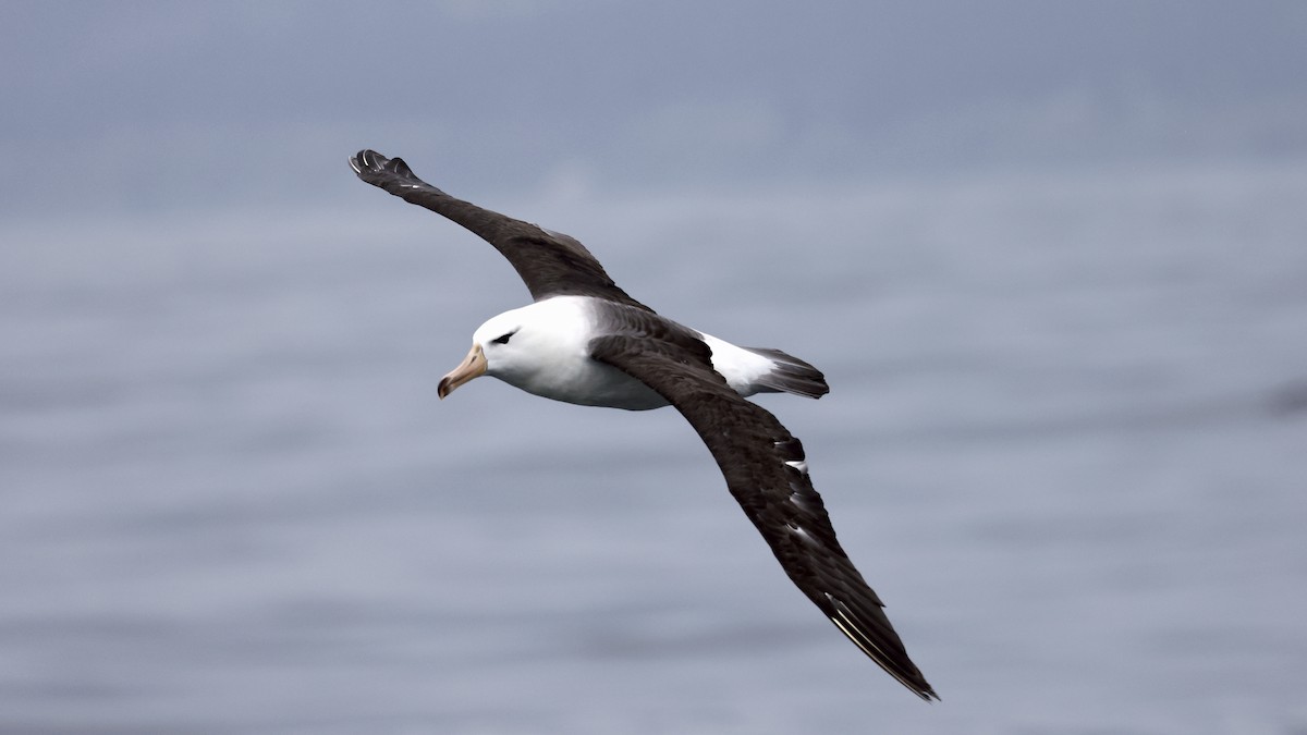 Black-browed Albatross - ML647242549