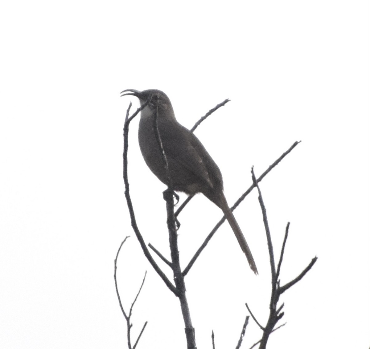 California Thrasher - ML647242557