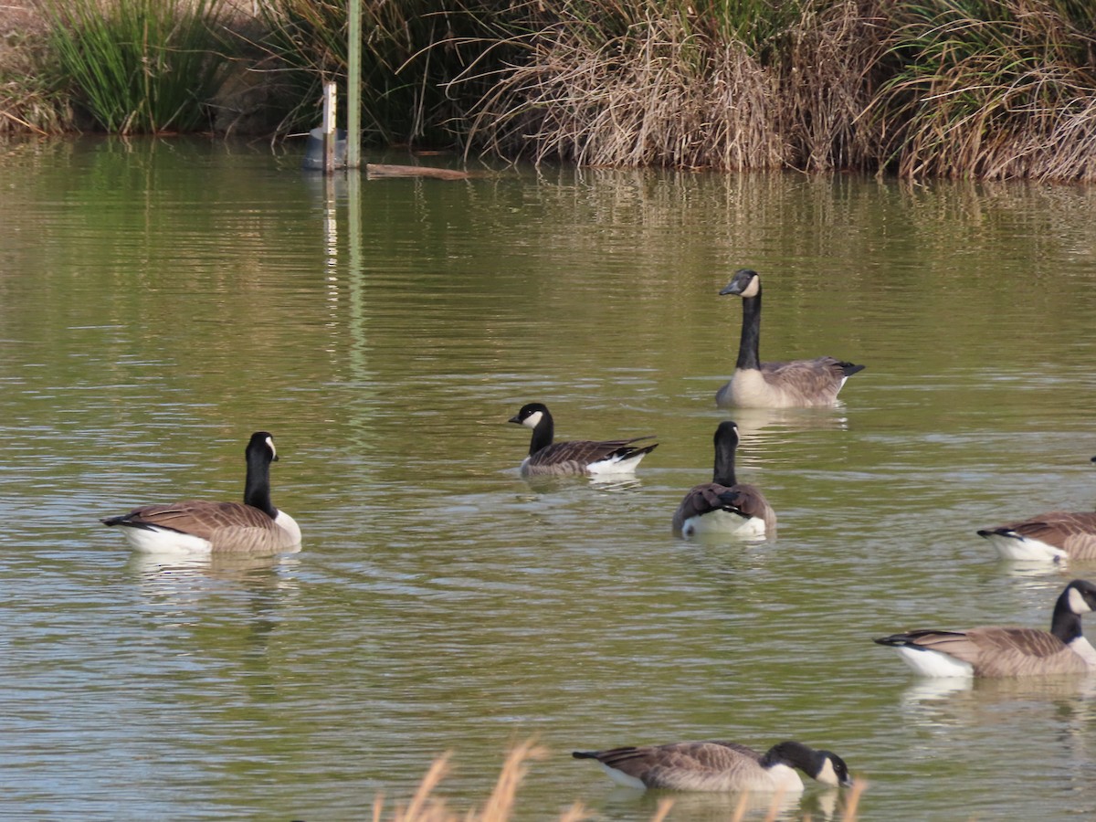 Cackling Goose - ML647242564