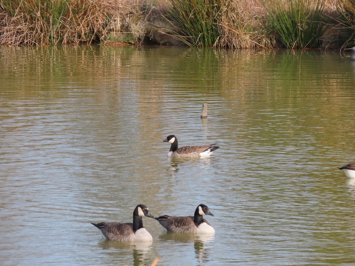 Cackling Goose - ML647242565