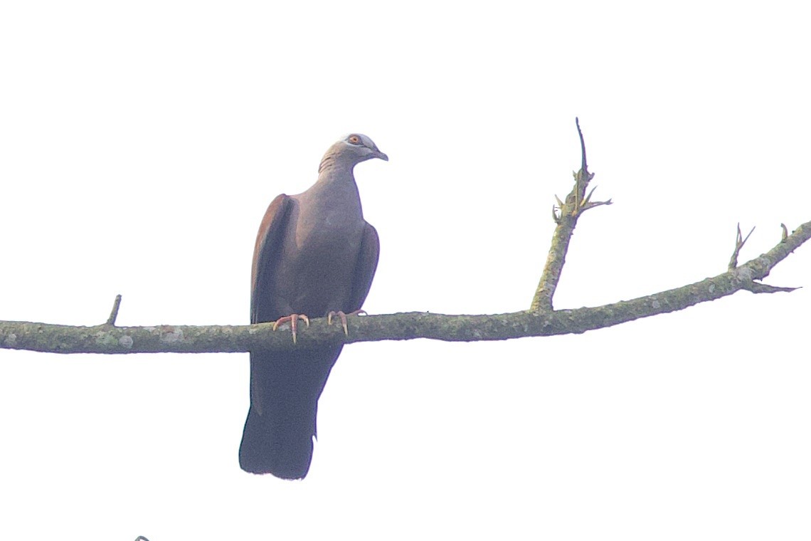 Pale-capped Pigeon - ML647242570