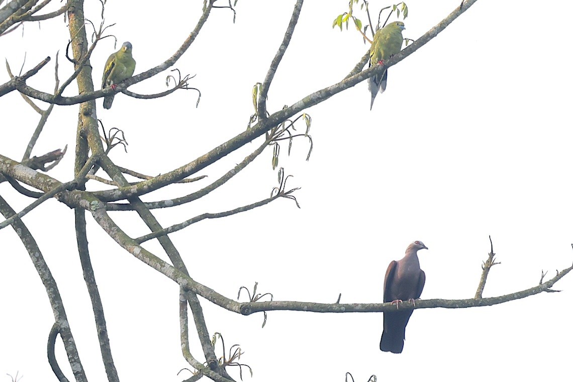 Pale-capped Pigeon - ML647242571
