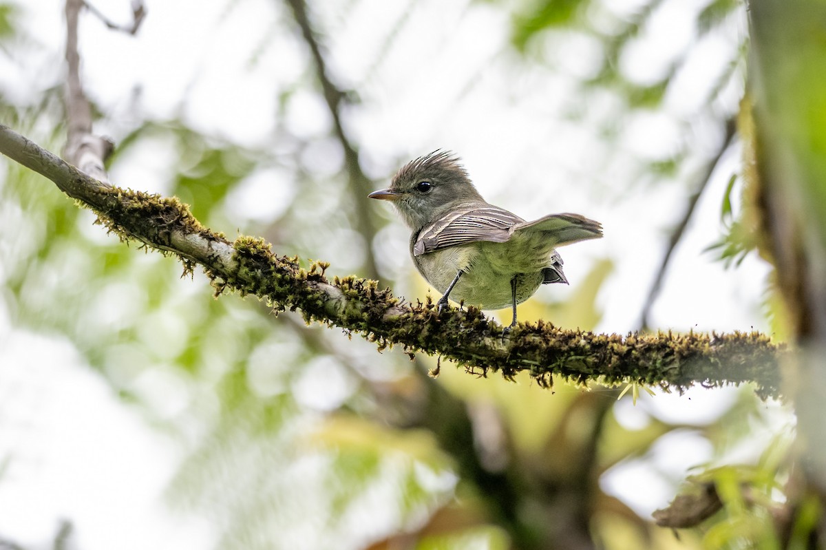 Élénie siffleuse - ML647242588