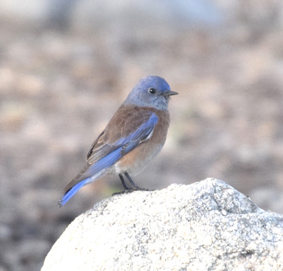 Western Bluebird - ML647242589