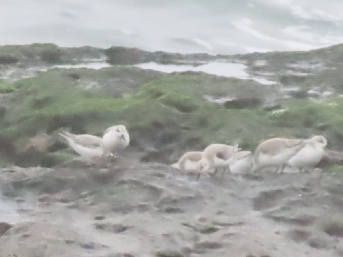 Txirri zuria - ML647242603