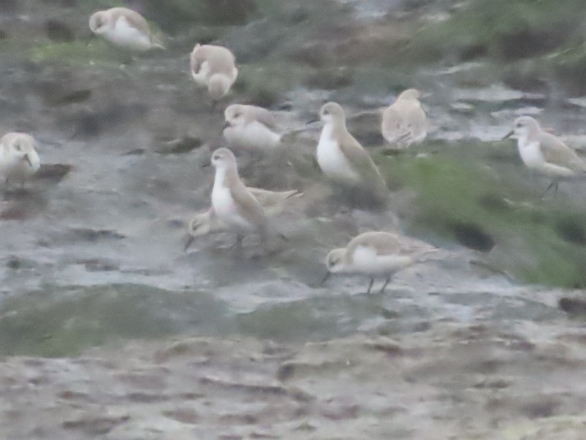 Txirri zuria - ML647242604