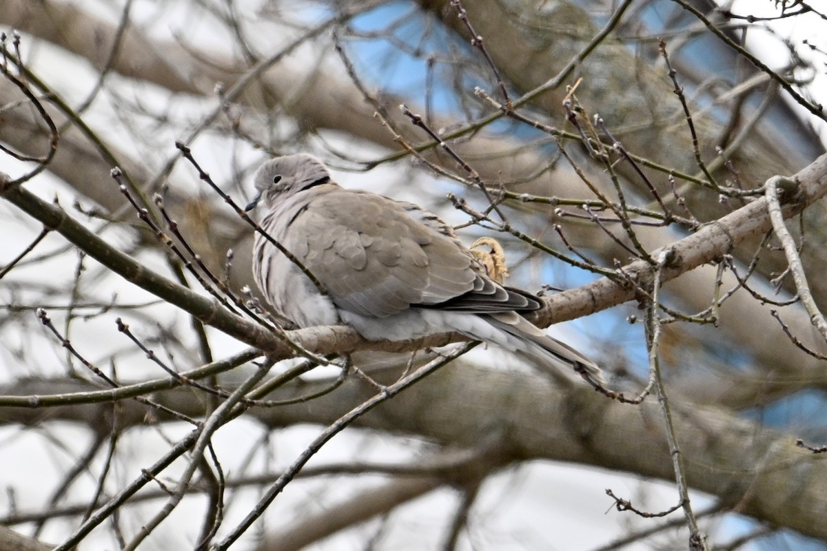 Eurasian Collared-Dove - ML647242605