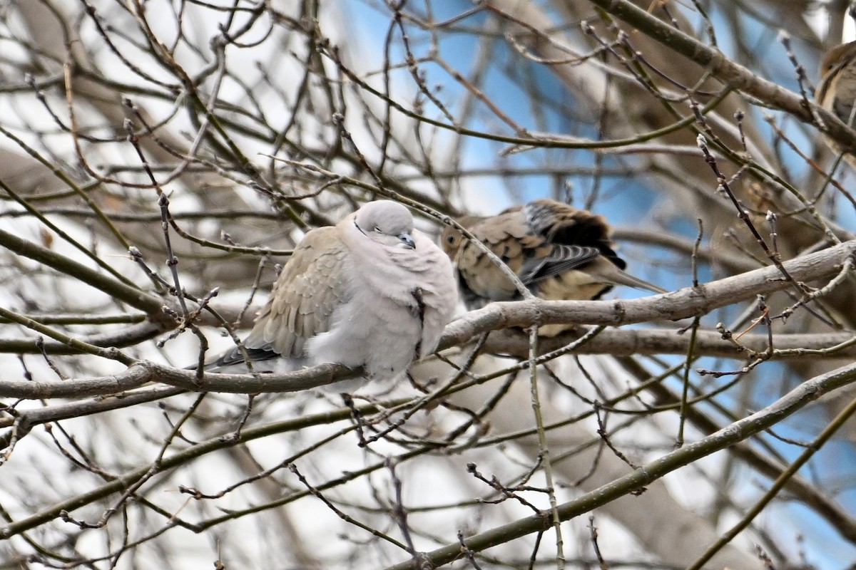 Eurasian Collared-Dove - ML647242610