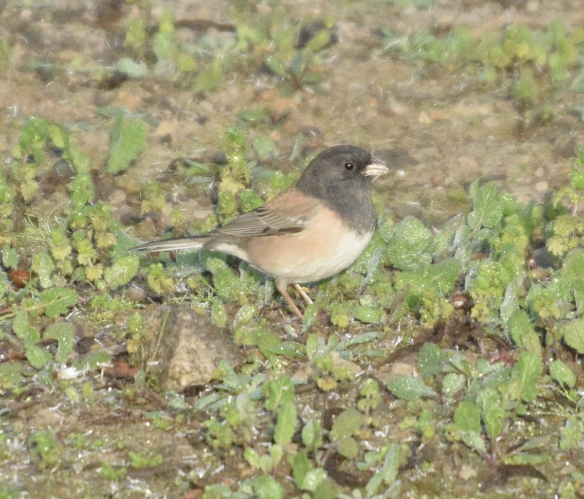 Dark-eyed Junco - ML647242611