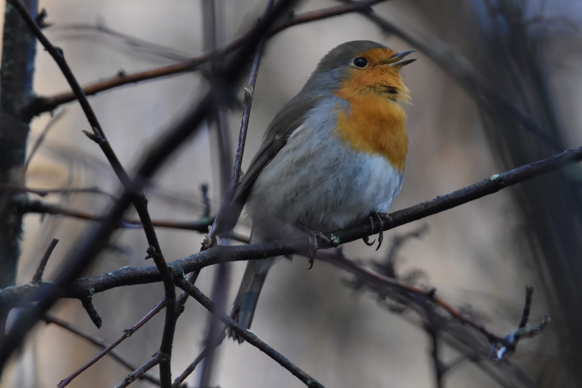 European Robin - ML647242612