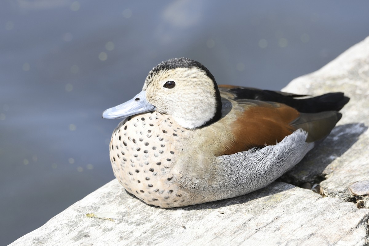 שרשיר צווארון - ML647242613