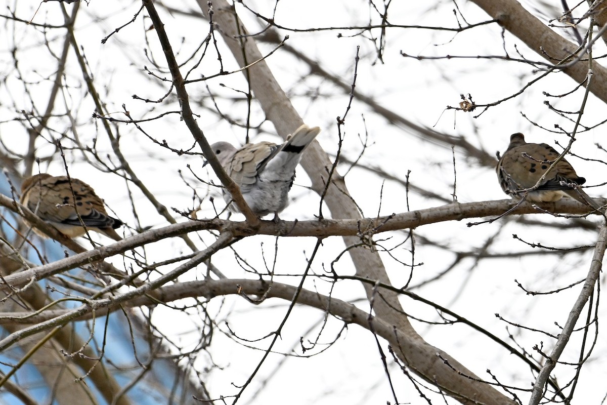Eurasian Collared-Dove - ML647242615
