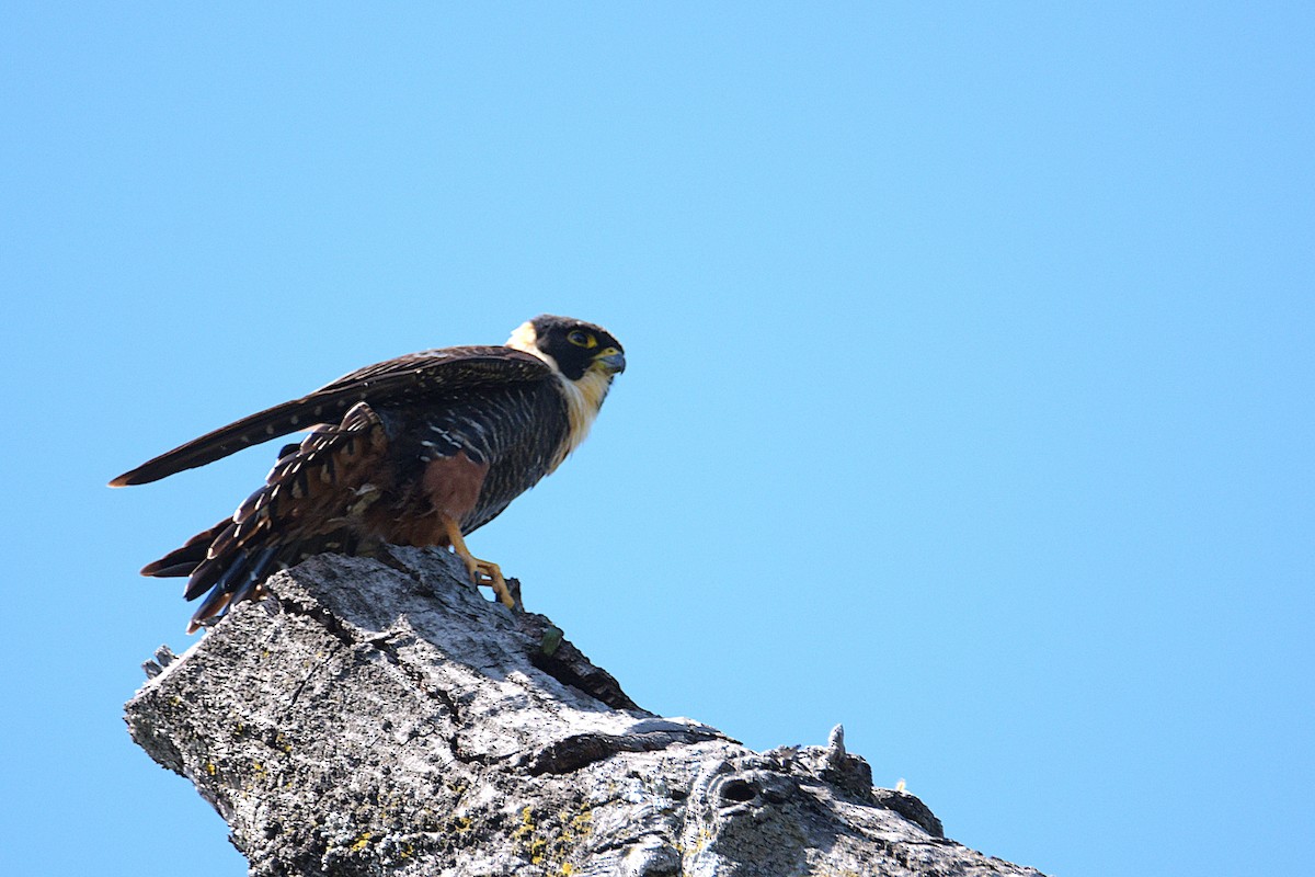 Fledermausfalke - ML647242623