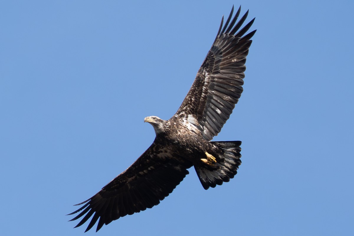 Орлан білоголовий - ML647242627