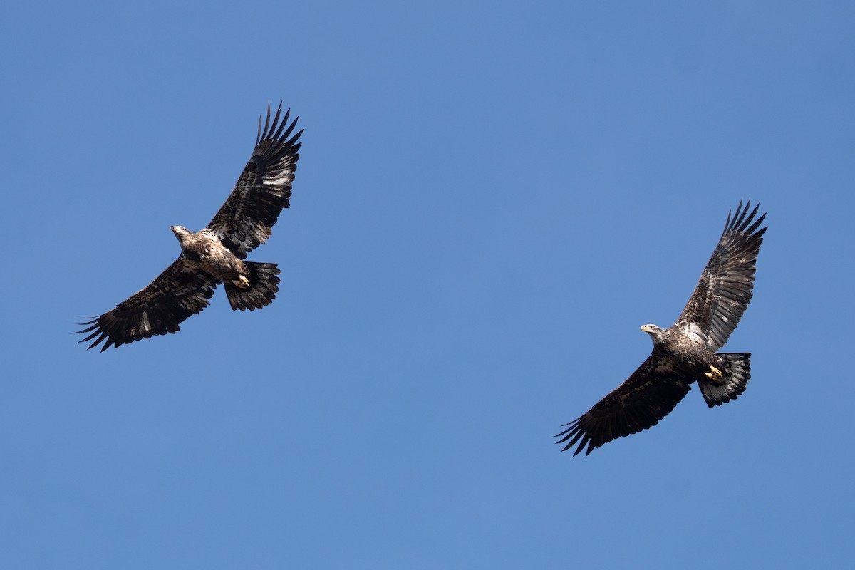 Орлан білоголовий - ML647242628