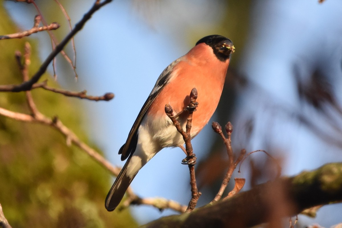 Eurasian Bullfinch - ML647242635