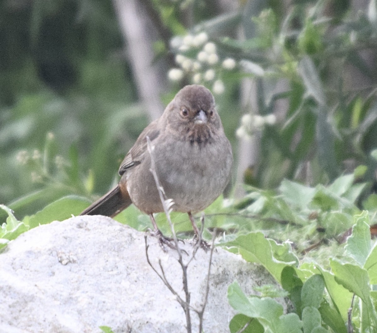 California Towhee - ML647242637