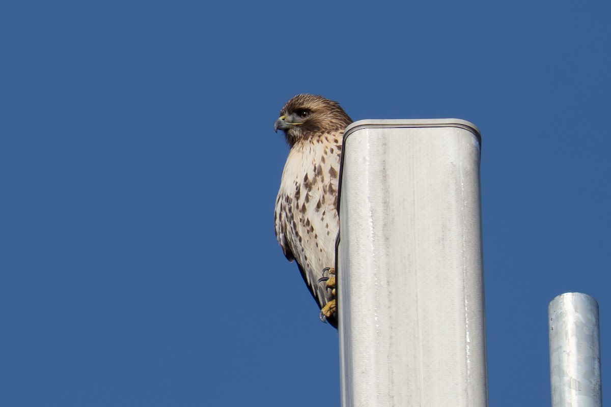 Канюк неоарктичний - ML647242638