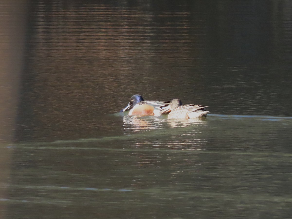 Northern Shoveler - ML647242644