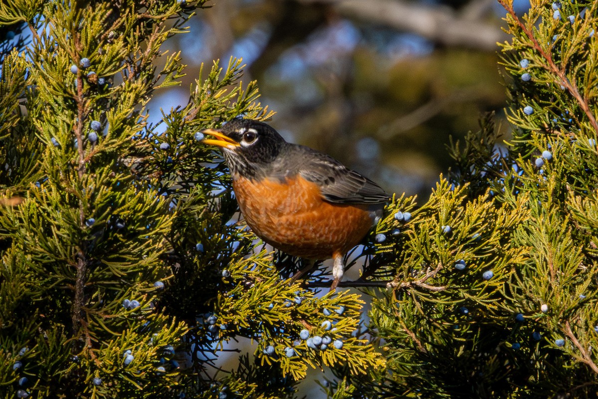 American Robin - ML647242646